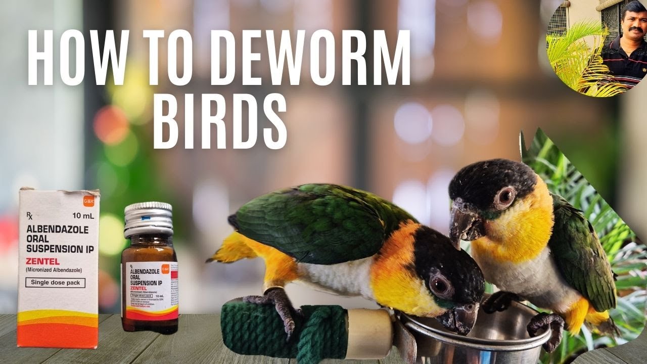 How to Deworm Birds Safely | HMS Aviary
