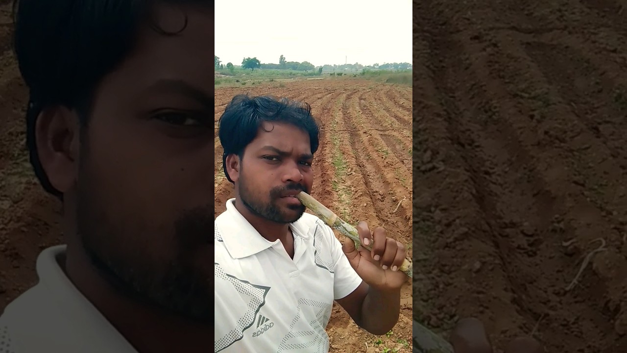 गन्ना लगा है #agriculture #nagpurishorts #youtubeshorts #trendingshorts @bhimoraonvlogs