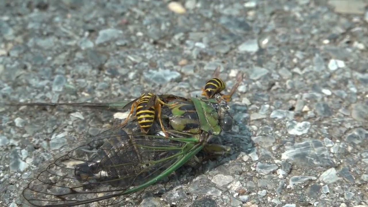 Fierce southern yellowjacket stingers