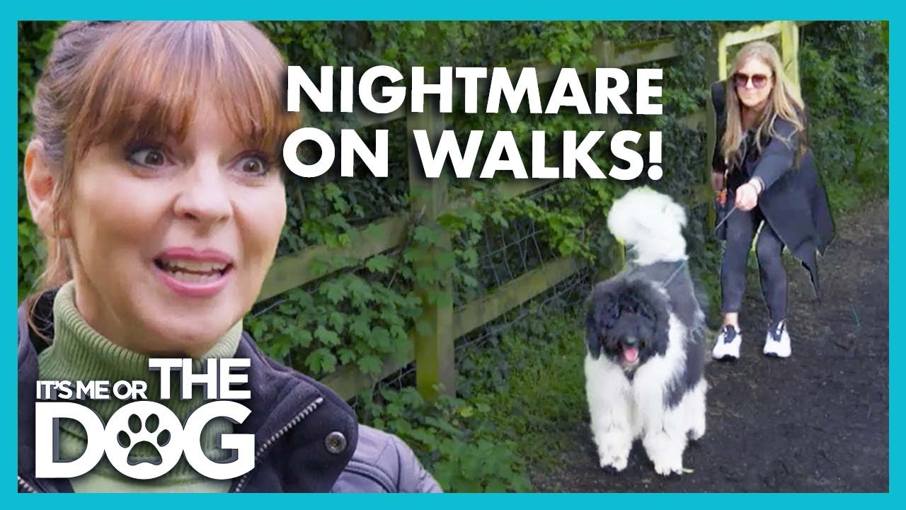 Victoria shocked by Dog's Aggressive Pulling on Walks | It’s Me or The Dog