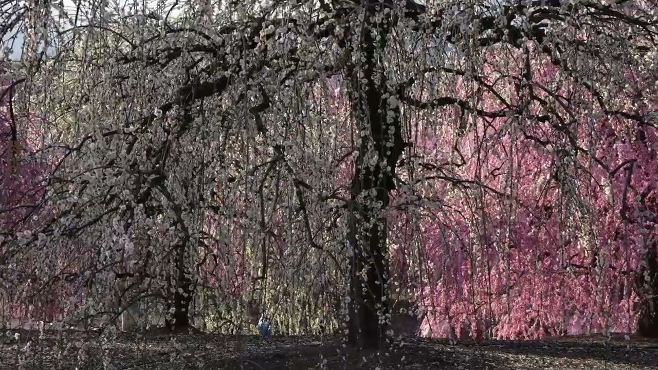 三重県　鈴鹿の森庭園のしだれ梅