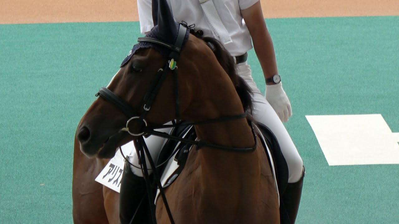 日頃のストレスをこれで癒してください【誘導馬】阪神競馬場 朝の通勤とファンサする【アリストテレス】【ロッシュローブ】【トラスト】【フジノタカネ】 現地映像