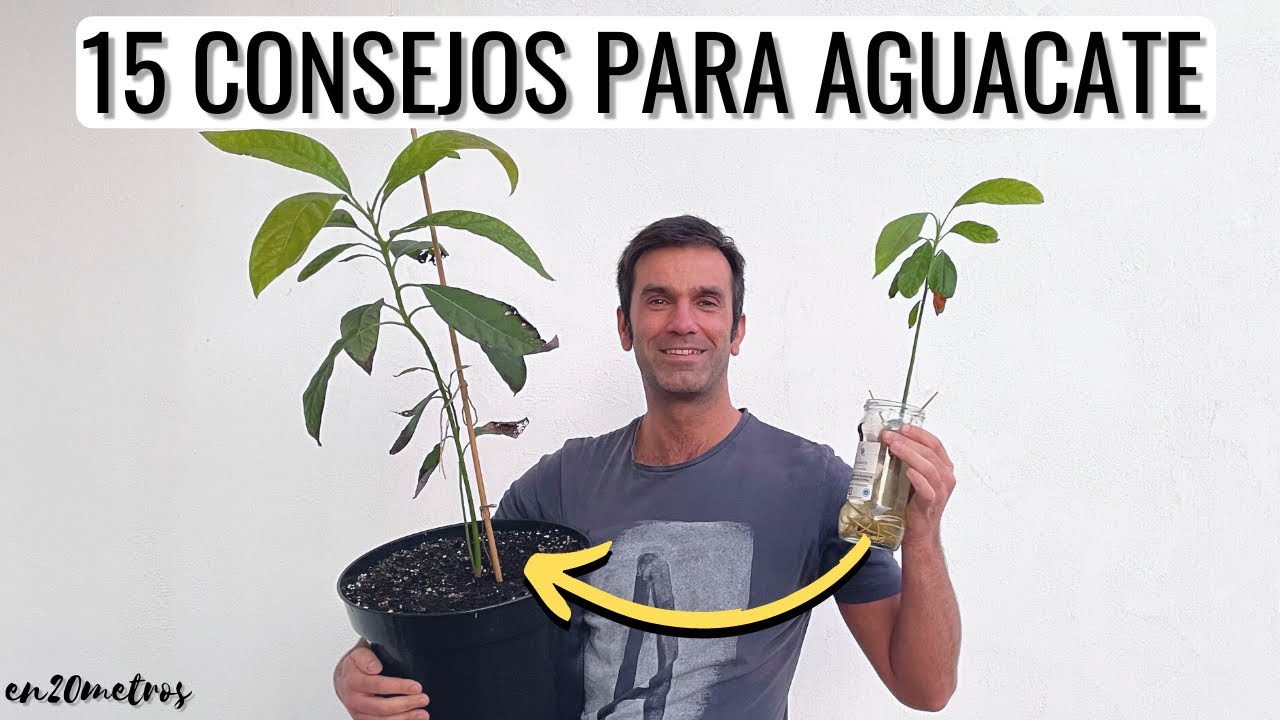 15 CONSEJOS PARA AGUACATE / PALTA EN MACETA DESDE VASO DE AGUA || en20metros