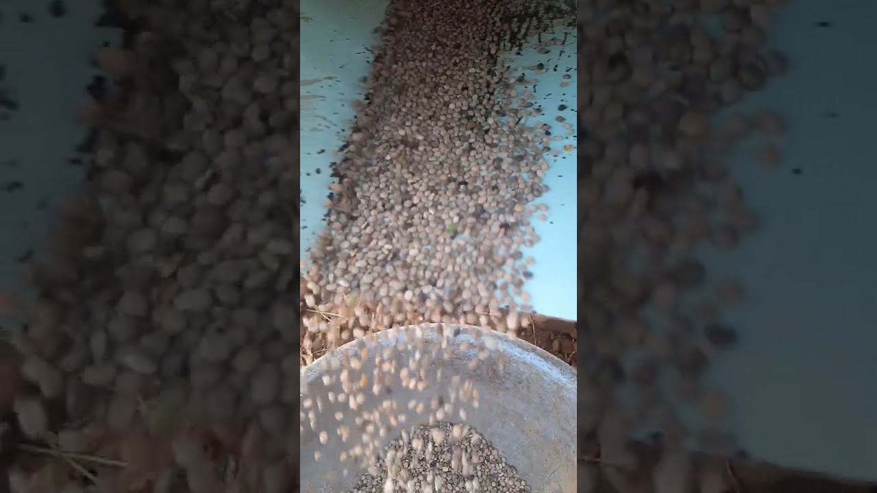 Guar Thrashing | farming#agricultureindia #india_agriculture #agriculture #agri #urbanfarming