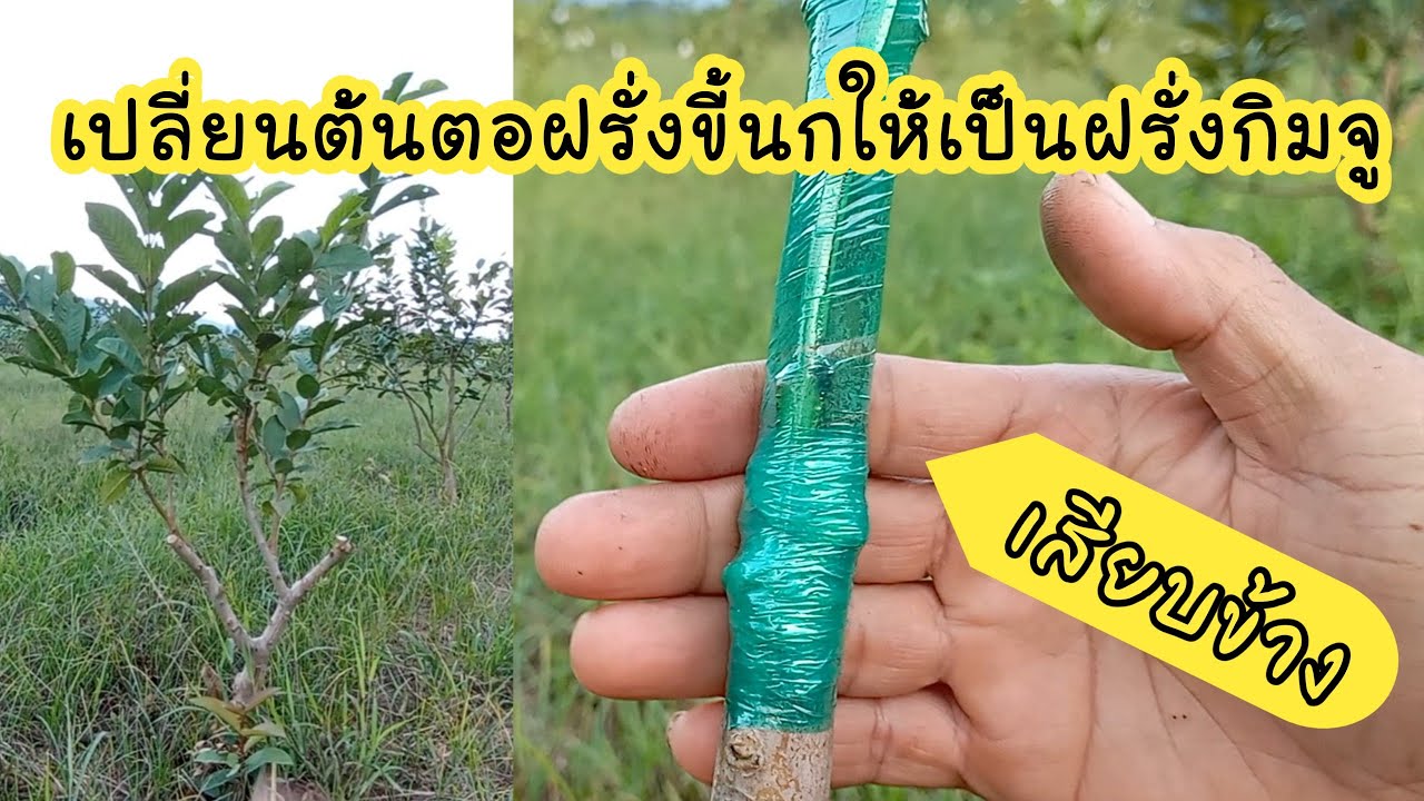 เปลี่ยนต้นตอฝรั่งขี้นกให้เป็นฝรั่งกิมจู ด้วยวิธีเสียบข้าง