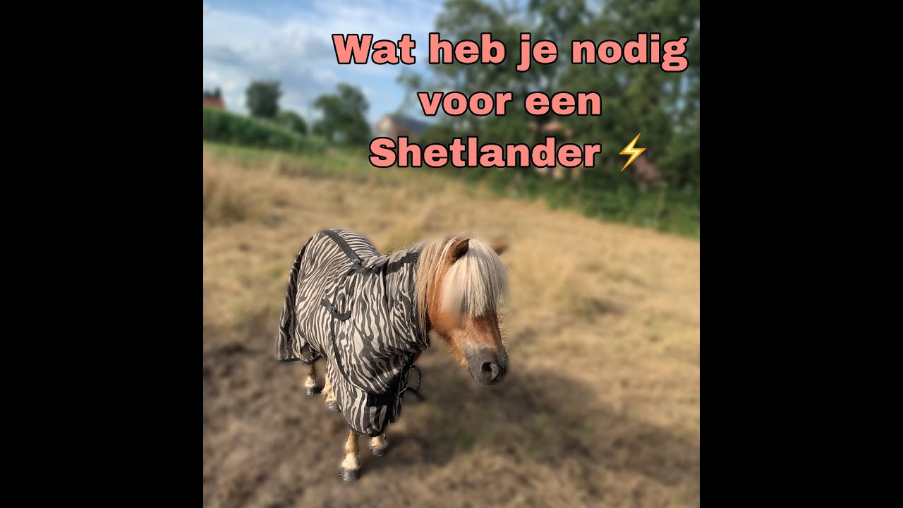 Wat heb je nodig voor een shetlander