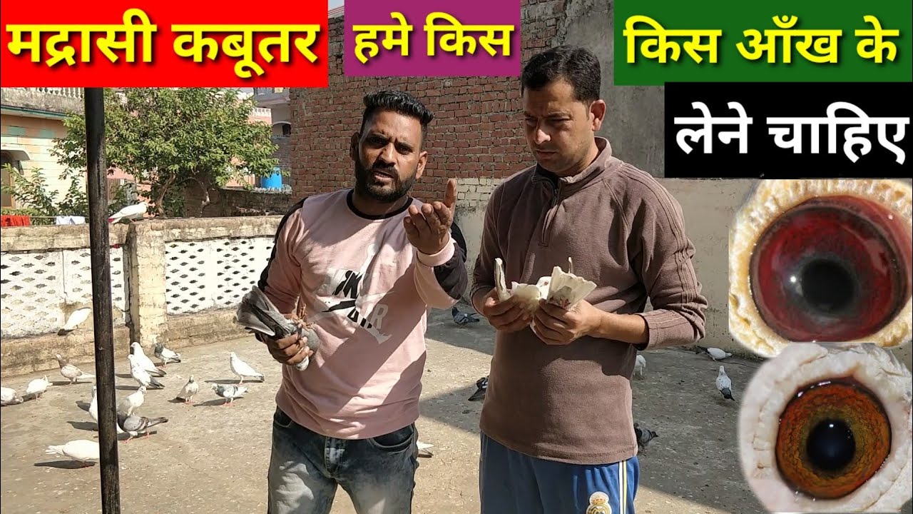 Madrasi kabutar ki Ankh kesi honi chahiye