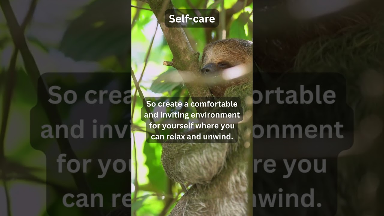 Love Yourself Like Sloths - #lessons #motivational #animalwisdom #shorts #youtubeshorts #short #cats