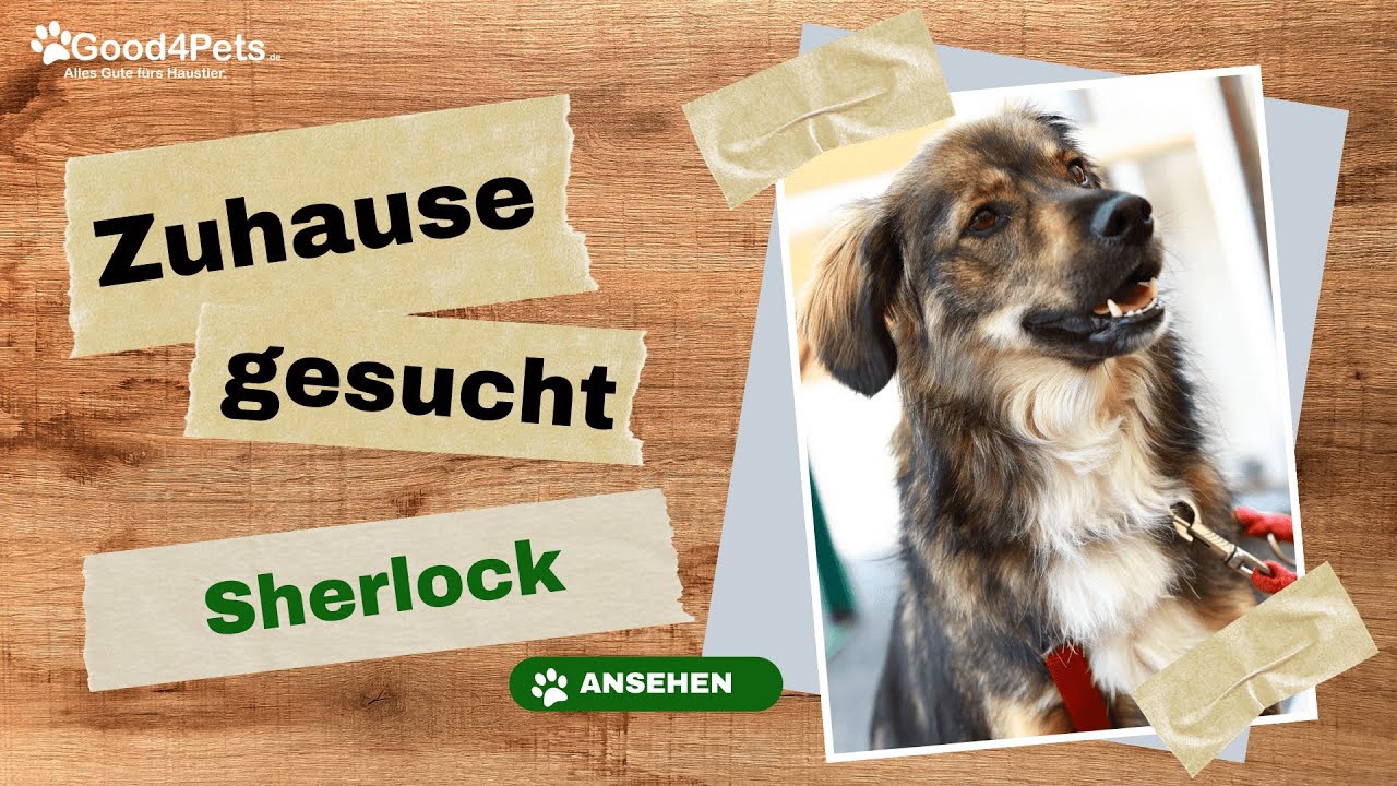 Zuhause gesucht - SHERLOCK vom Tierheim Aachen | Good4Pets.de