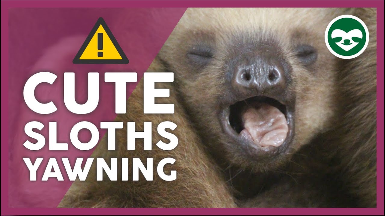 Baby Sloths 🦥 Yawn Compilation
