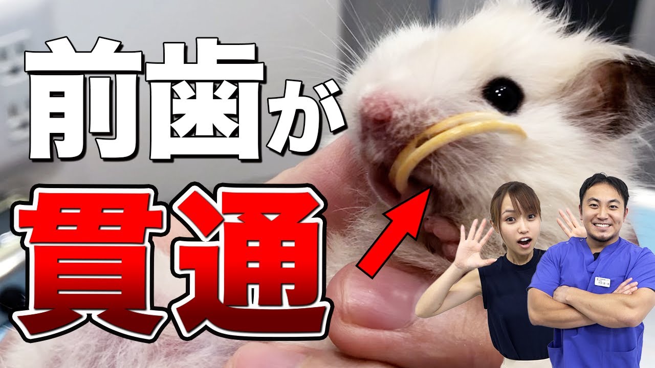 飼うなら見ろ！ハムスターの歯の切り方+ケアの方法！ vol 8