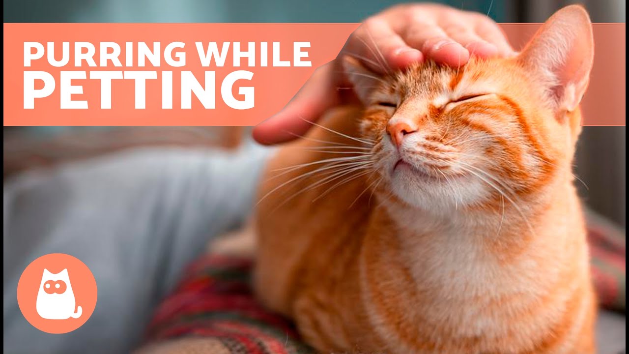 Why Does My CAT PURR When I PET Them? 😻🖐🏻 (5 reasons)