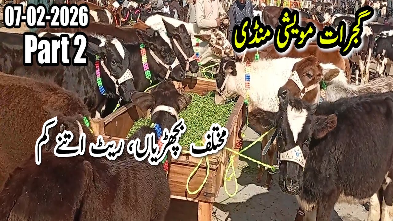Gujrat Maweshi Mandi Kay Mukhtalif Bacharyan, Rate Itne Kum