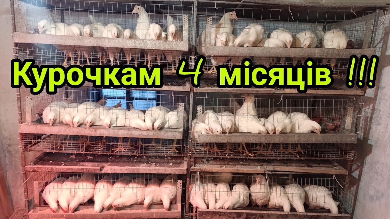 Курочкам Декалб Уайт сьогодні 4 місяця !!!