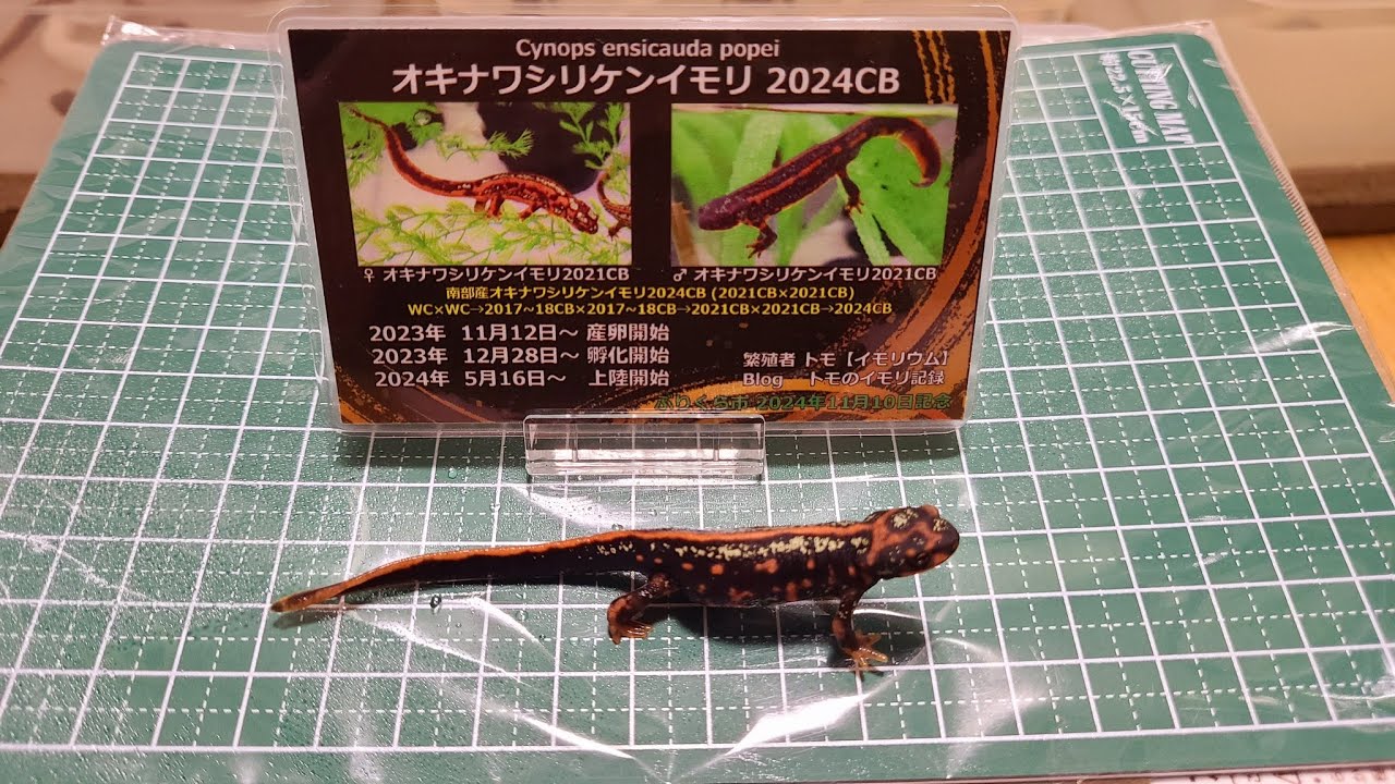 【LIVE】2024.9.28/2022~2024CBまで全部餌やり