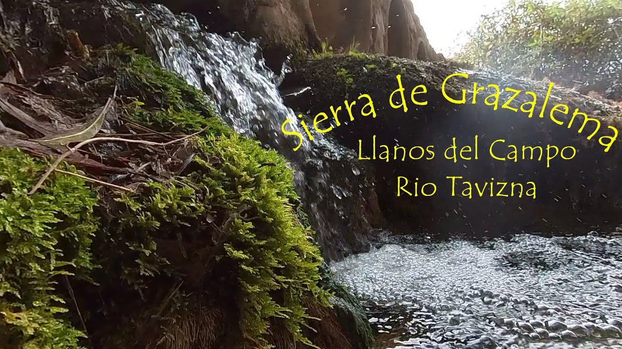 Sierra de Grazalema - Circular Llanos del Campo-Río Tavizna.