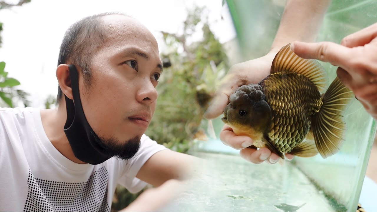 FV VLOG 