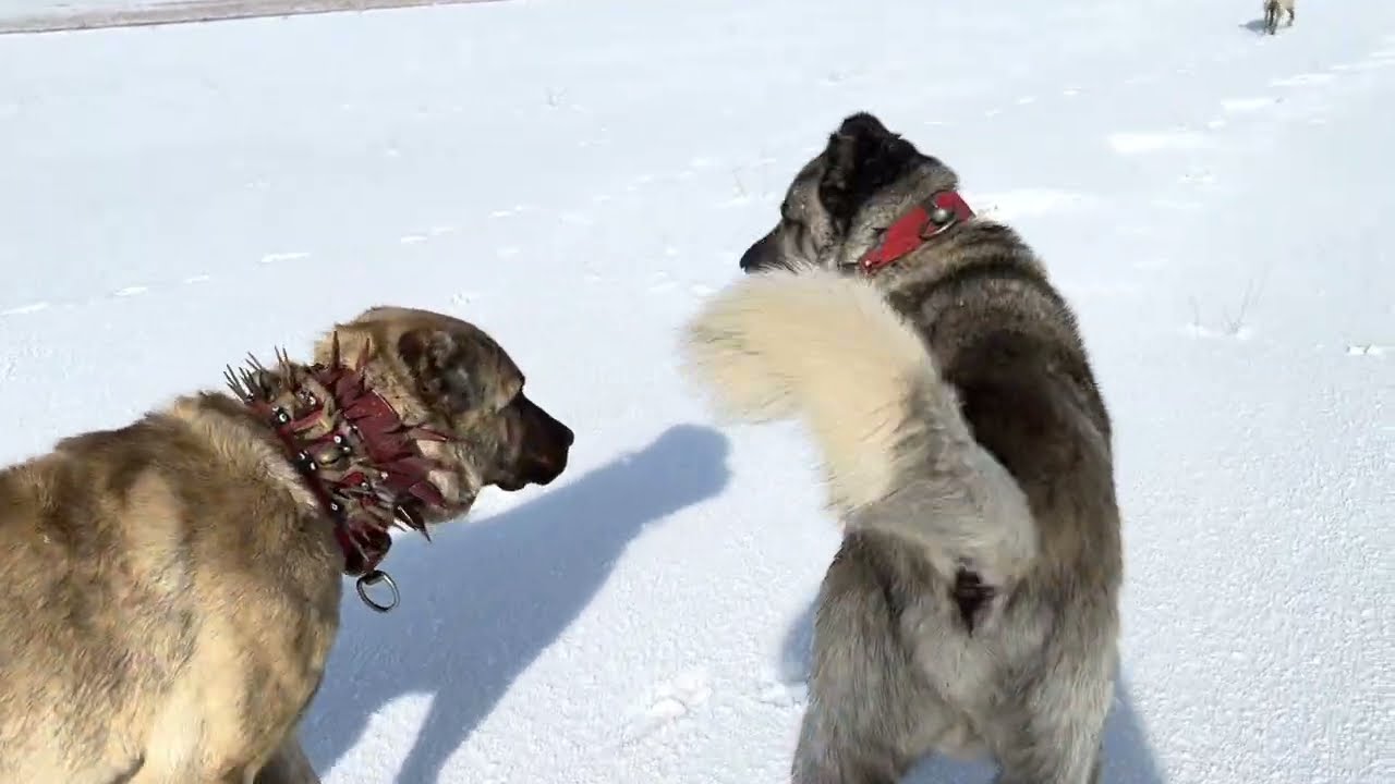 DUMAN VE PANTER  KURTLARIN BÖLGESİNE GİTTİ.