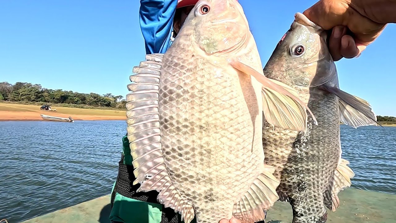 Pescaria de tilápias e Porquinho no Rio marinheiro ceva boa peixe grande esse sistema não falha 