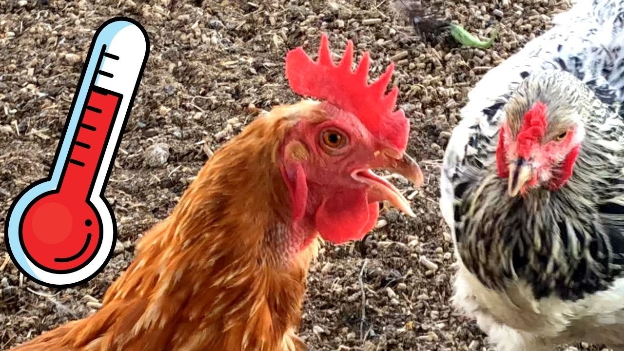How to Keep Chickens COOL in Summer