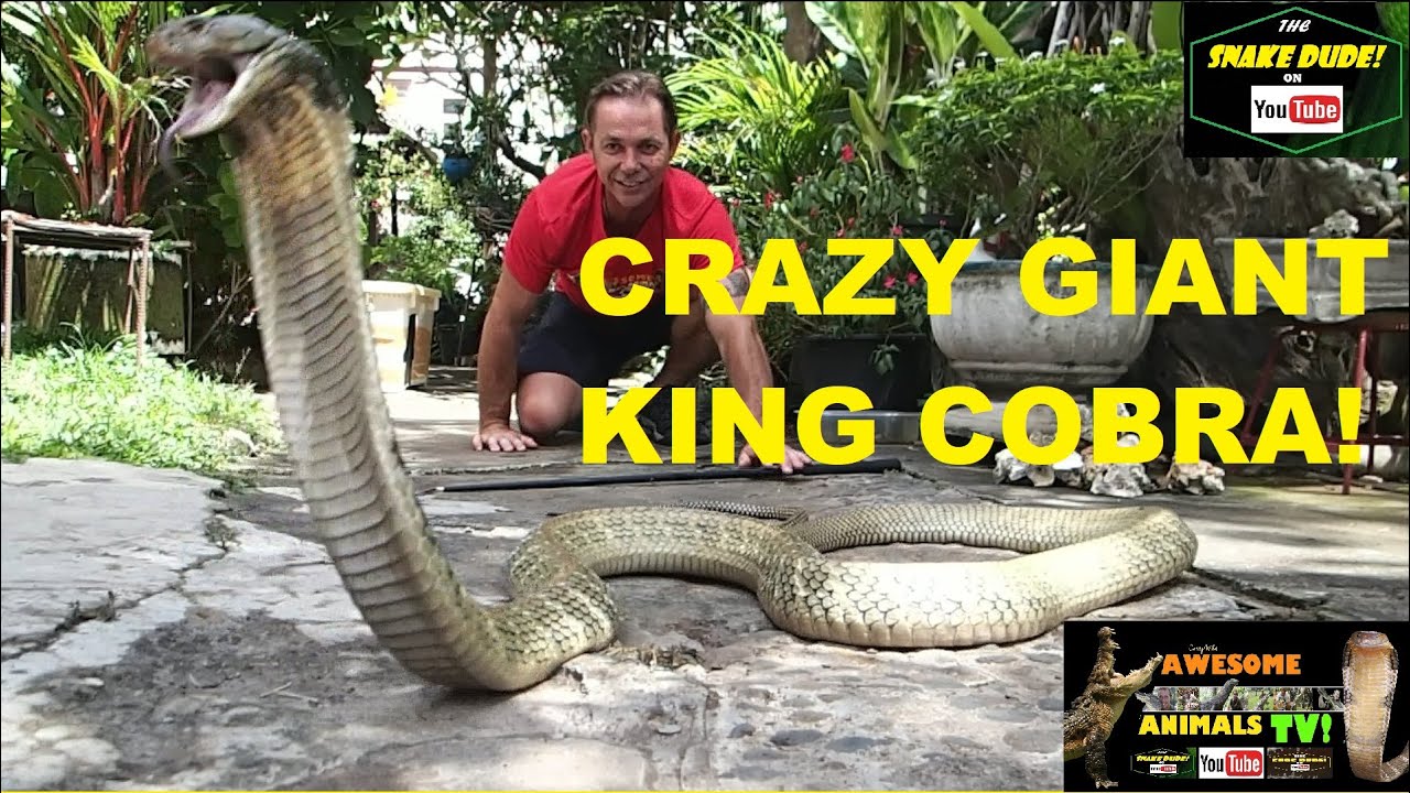 KING COBRA World's Largest VENOMOUS SNAKE!  SNAKE DUDE YOUTUBE! Ular Raja 毒ヘビ #kingcobra #snake
