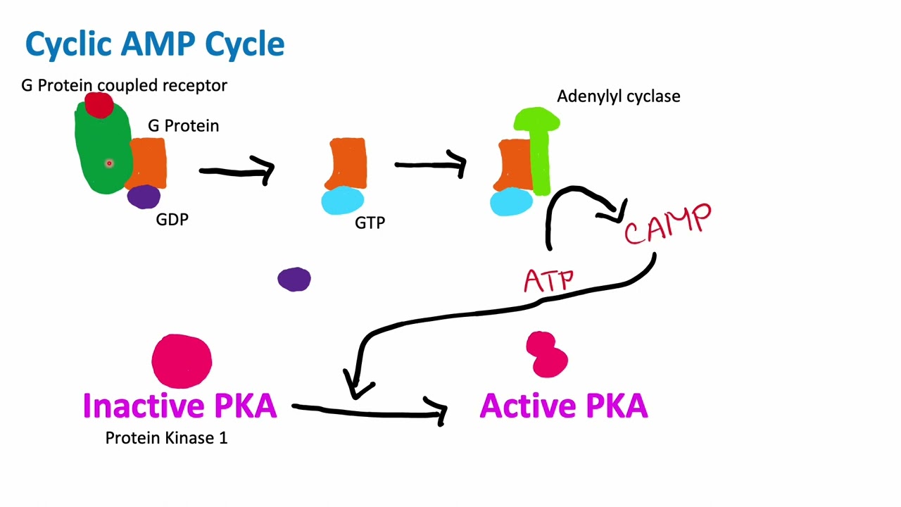 Cyclic AMP Mechanism | Cell Biology | Biology