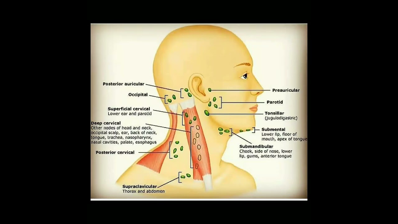 Lymph nodes of neck  Auricular preauricular occipital anterior cervical submandibullar submental
