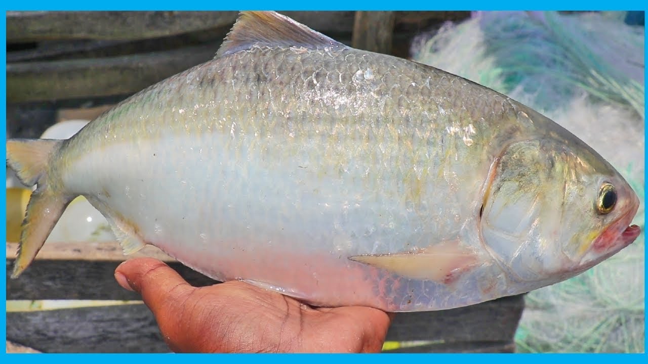 Amazing Fast Hilsa Fishing Skill (PART 26) - Catching Hilsa Fish Big on the Sea