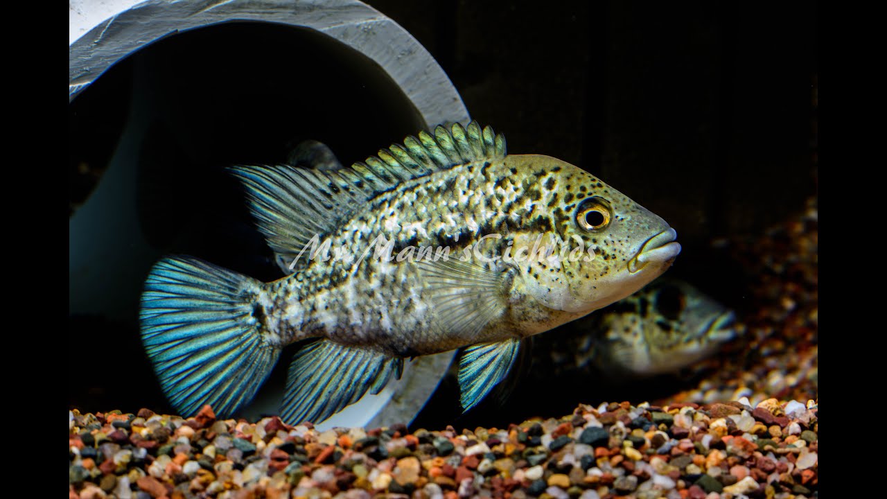Fishroom Update 5/27/2016