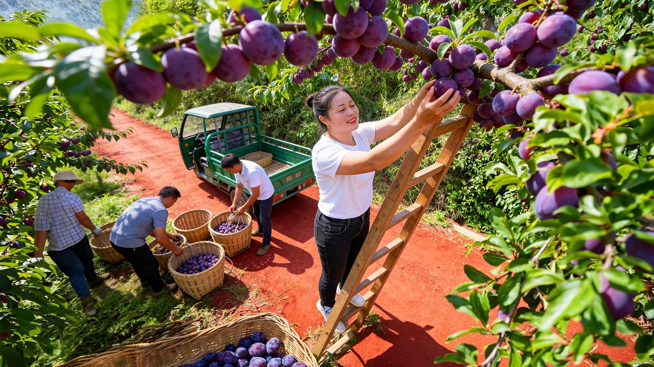 TIMELAPSE -- Harvest and Buy Red Rambai Fruit from the Highlands and Selling at the Market