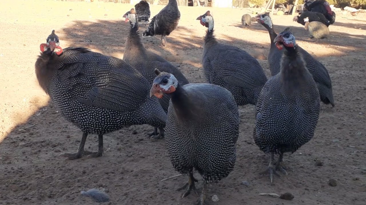 ما لا تعرفه عن السلوكيات الغريبة  للدجاج الحبشي أو الفرعوني (الحجل) 🤔 نظرة أعمق على طائر متميز