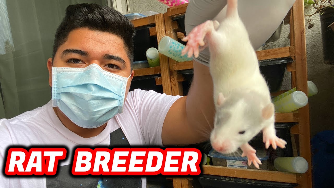 you want to breed rats ? how to breed rats in 2020