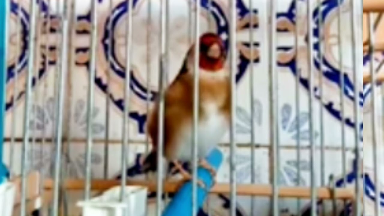 تغريدة طائر حسون خلوي اي حسون من طبيعة وسماااااع أمعلم وما احلى طبيعة من زمن الجميل