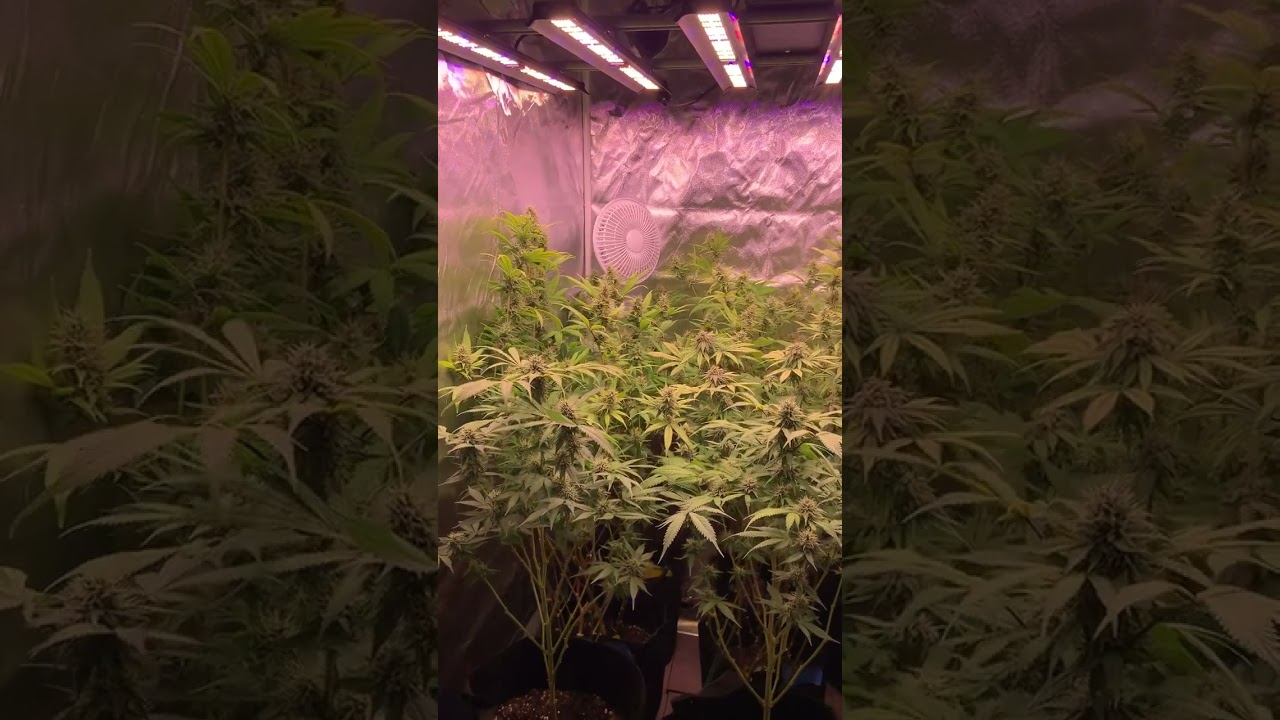 #Bluediesel and #applefritters #grow #420 #phenotype #high #rareplants #plants #marijuanagrowers