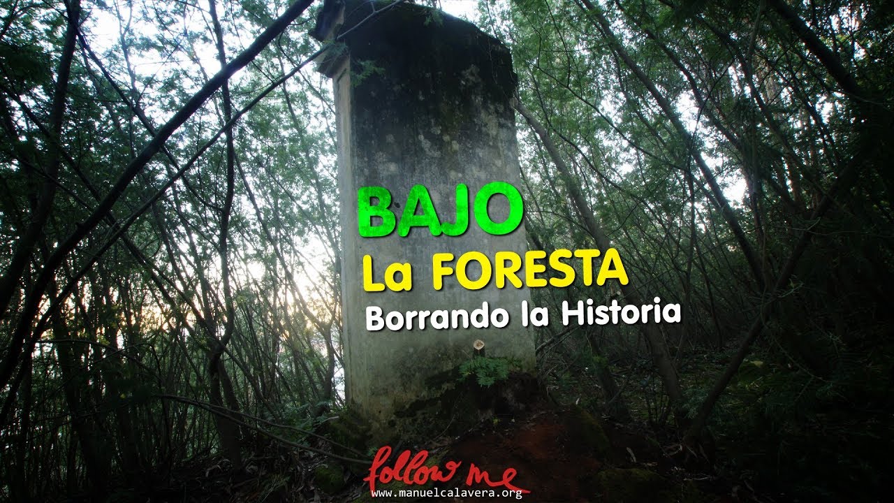 Olvidado BAJO la FORESTA