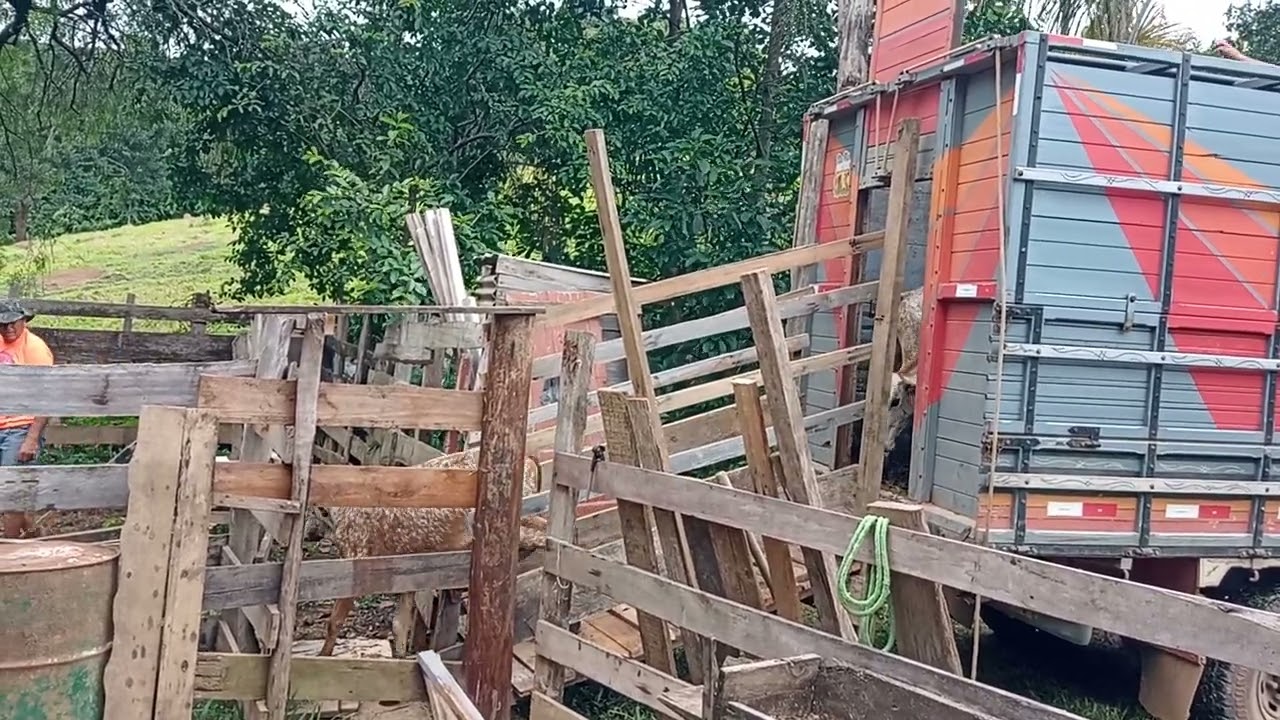 Embarcador de animais !