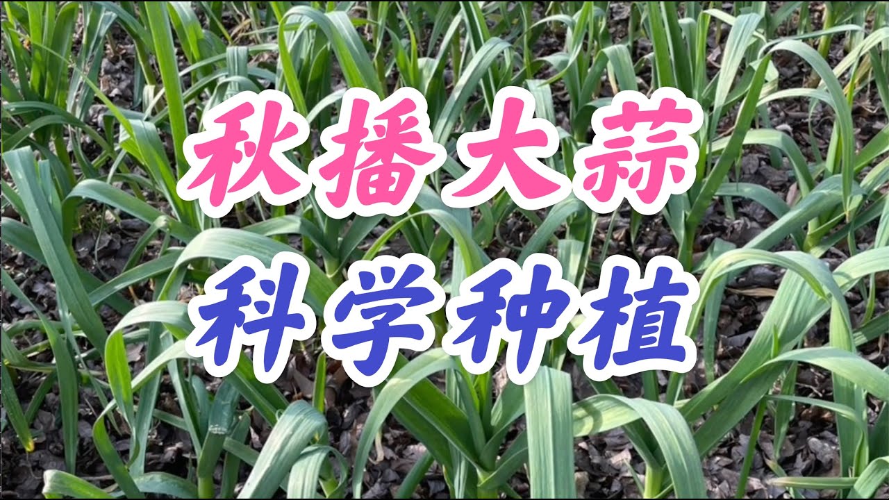 大蒜科学种植 #草木灰预防蒜蛆 #大蒜种植起垄