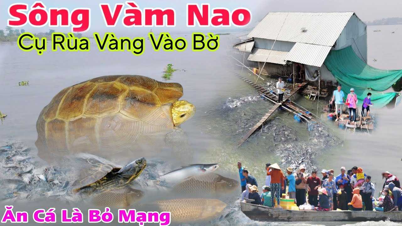 Bất ngờ Sông Vàm Nao, Cụ Rùa Vàng nổi lên cùng đàn cá bà cậu ai ăn là bỏ mạng