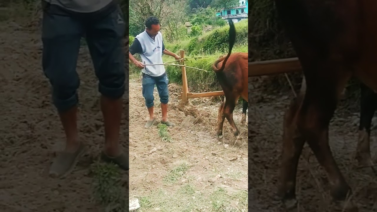 pahadi⛰️ life 😘#uttarakhand #kumauni #pahad