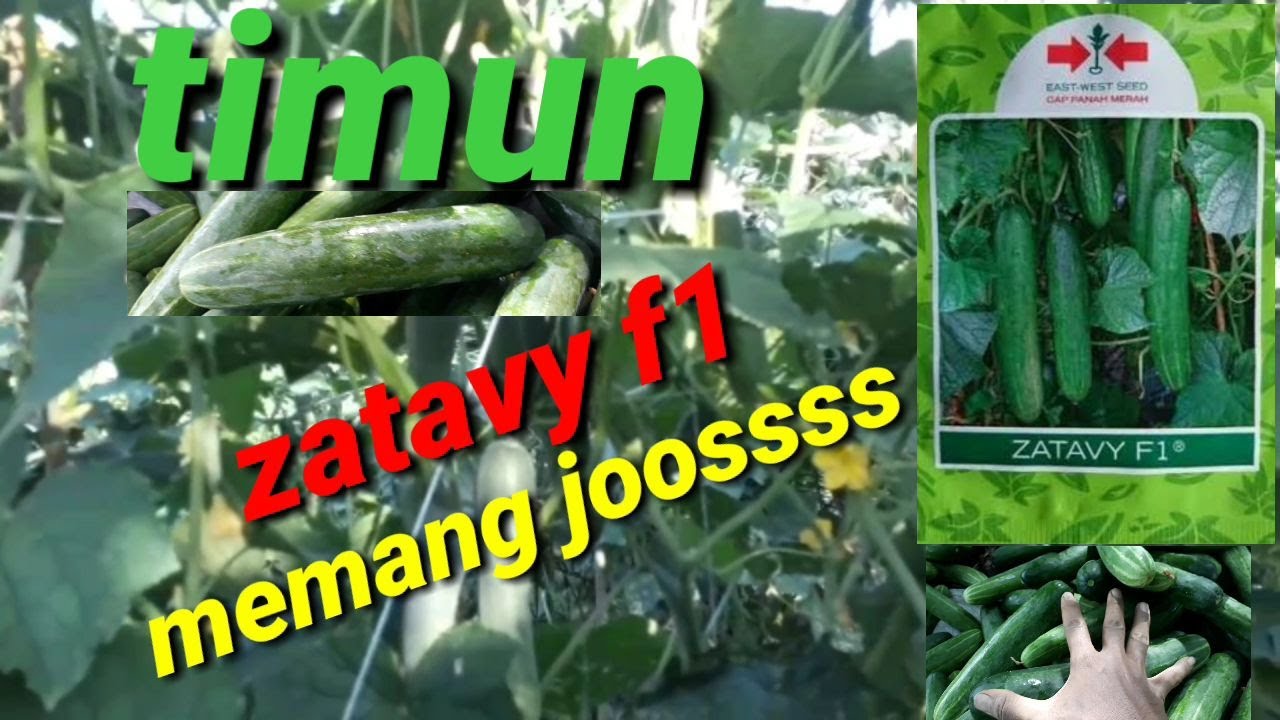 Keunggulan timun zatavy f1 dari panah merah