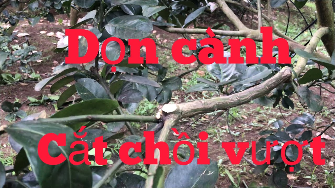 Dọn cành cắt chồi vượt bưởi da xanh