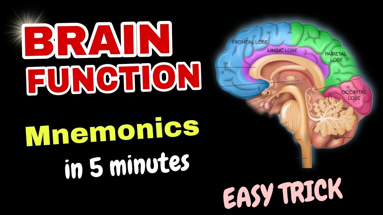 Easy Mnemonics to Memorize Human Brain Parts and Functions| Funny trick for Biology