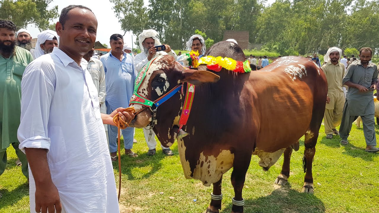Cow Mandi Rates | Bakra Mandi Rates | Mubashir Saddique | Village Food Secrets