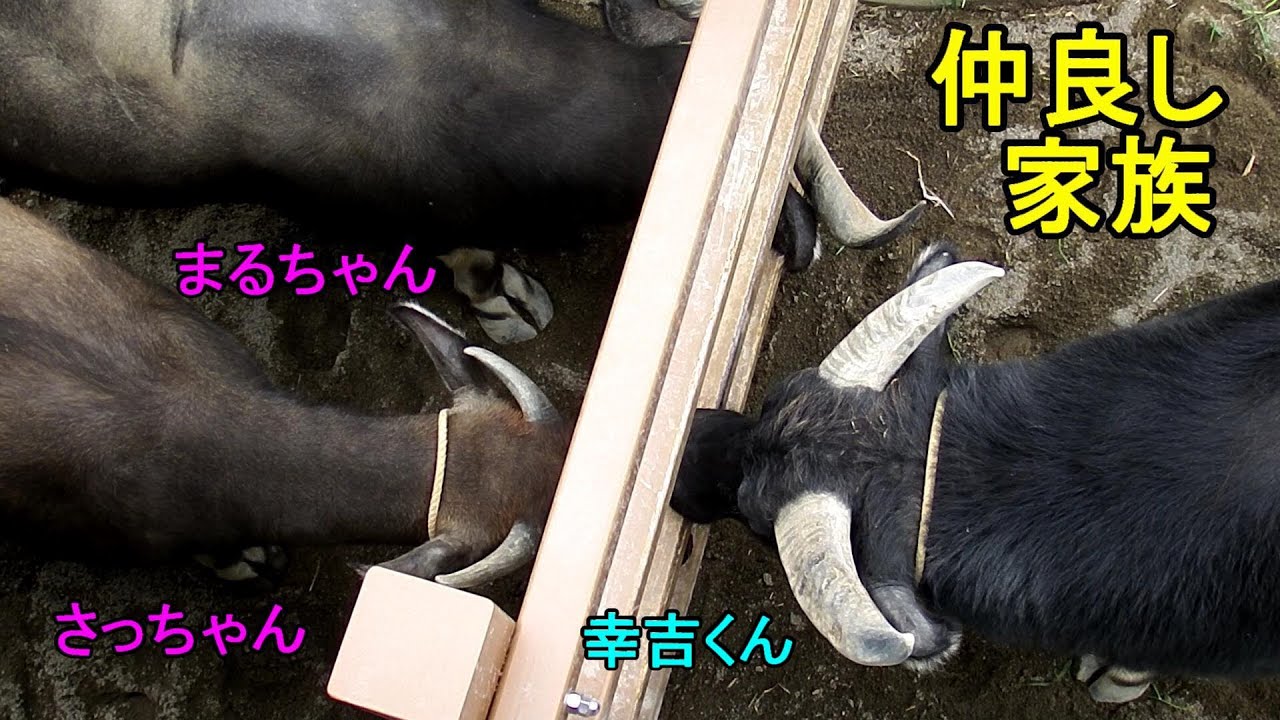 仲良し家族　Water buffalo(アジアスイギュウ)　多摩動物公園