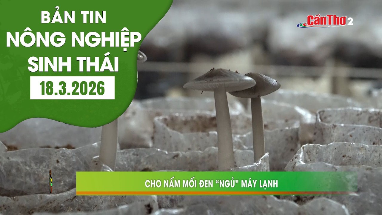 Cho nấm mối đen 