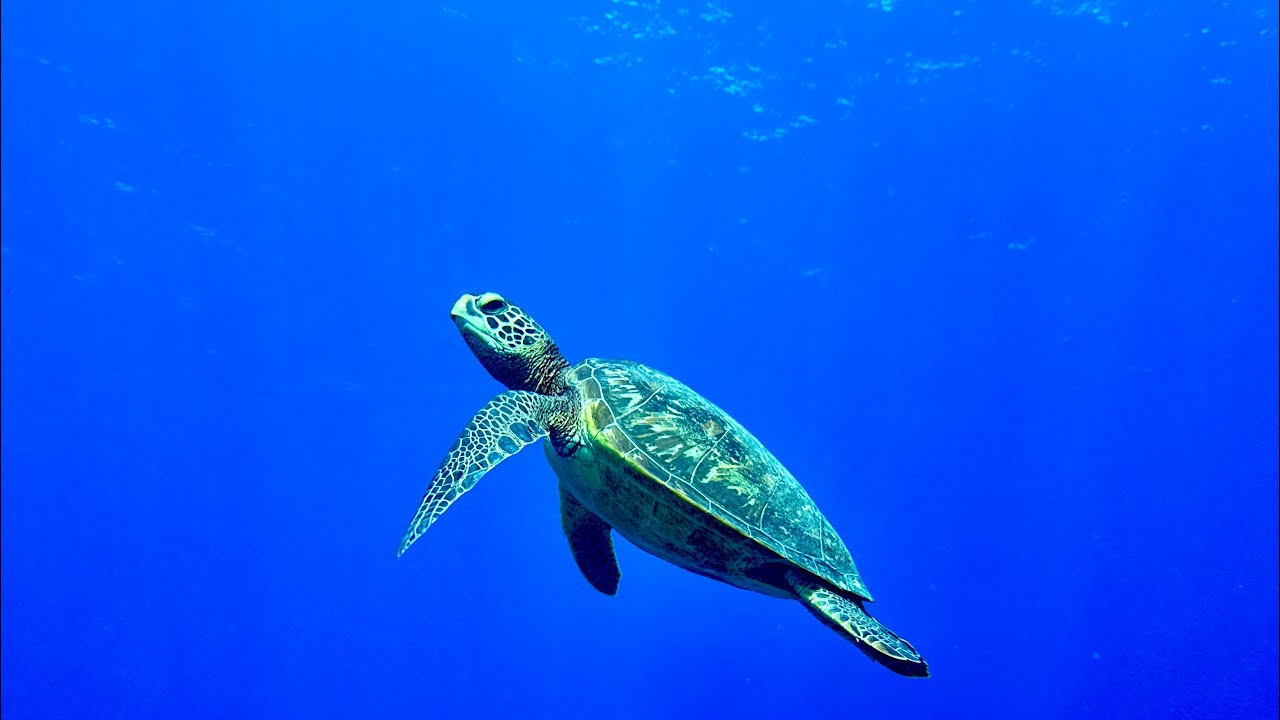 Tahiti Scuba diving 