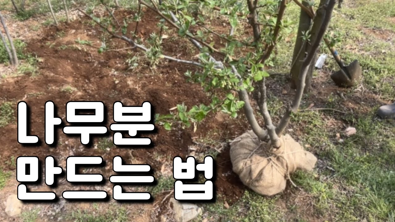나무분뜨기 이것만 알고하세요
