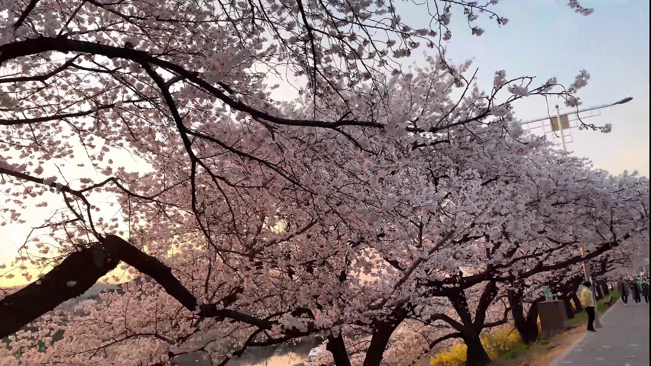 Spring in Cheongju South Korea