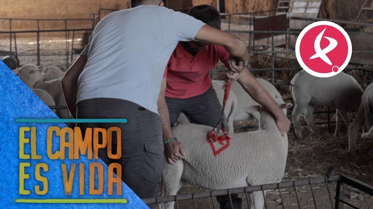 ¿Por qué se marcan a las ovejas? | El campo es vida