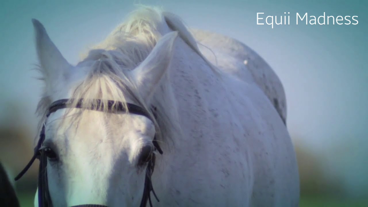 Diamonds || Equestrian Music Video